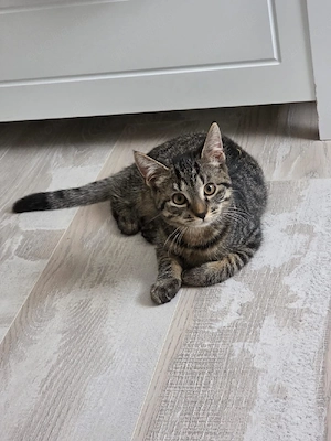 Kätzchen Weibchen  Bild 3