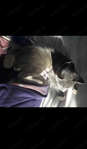 Notfall: Katze sucht dringend ein Zuhause!!!.