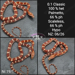 Kornnatter 0.1 Classic het Palmetto 