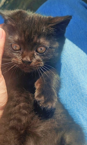 BKH reinrassige Kitten 
