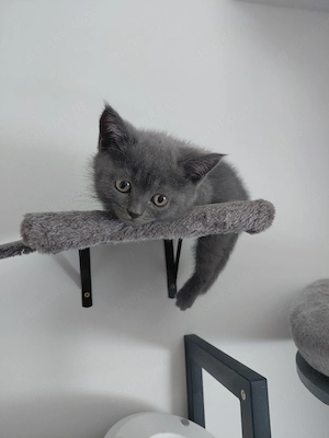 BKH Kitten Blue Moon sucht ihr liebevolles Zuhause
