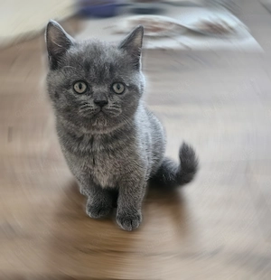 Zuckersüße Britisch Kurzhaar Kitten  Bild 7