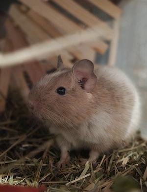Degu Männchen abzugeben (2Jahre)