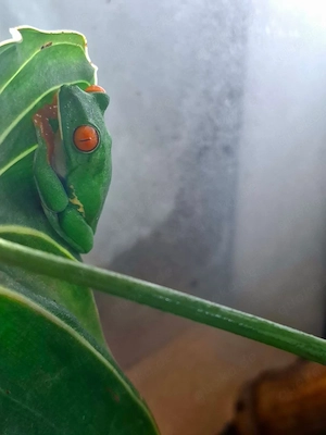 Rotaugenlaubfrosch Agalychnis callidryas Männchen adult
