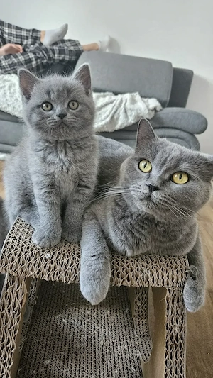 Zuckersüße Britisch Kurzhaar Kitten  Bild 8