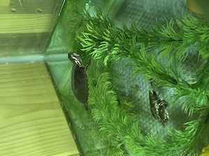 Zierschildkröte, geschlüpt im Teich  Juli 2026
