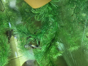 Zierschildkröte, geschlüpt im Teich  Juli 2026 Bild 2