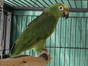 Gelbscheitelamazonen Weibchen 