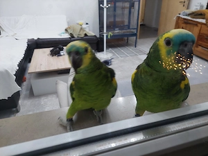 2 Blaustirnamazonen Papageien Männchen Weibchen 4 Jahre jung gesund freudig verspielt reden inkl. Vo