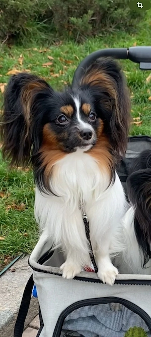 der Kontinentale Zwergspaniel (Papillon) Bild 3