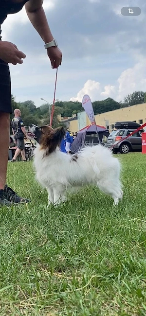 der Kontinentale Zwergspaniel (Papillon) Bild 2