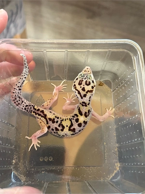 Leopardgecko Männchen   Hyper Xanthic Mack Snow Ghost Eclipse ph TA