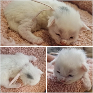Maine Coon Kitten Bild 7