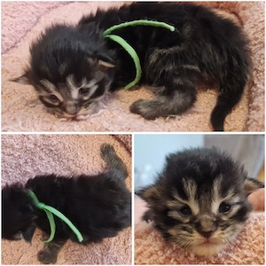 Maine Coon Kitten Bild 5