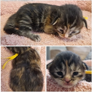 Maine Coon Kitten Bild 8