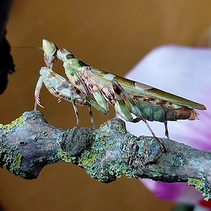 Gottesanbeterin, Mantiden, Creobroter gemmatus 