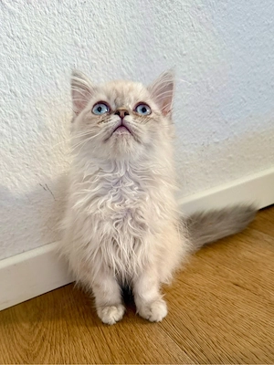 Perser Katze ab sofort abzugeben