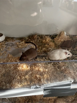 2 Rennmaus weibchen 