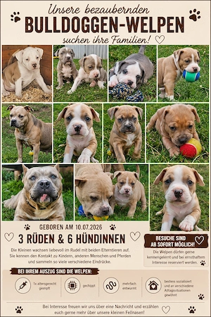 Bulldoggen zum verlieben 
