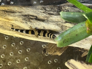 Phelsuma, Sphaerodactylus, Lygodactylus und Co. Bild 4