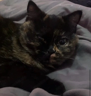 lolo sucht ein zuhause 