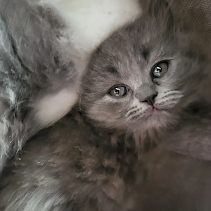 Wunderschöne BLH Kiten