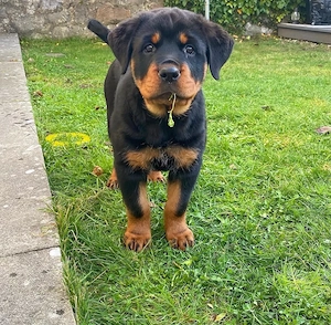 Excellente Rottweiler Welpen!!