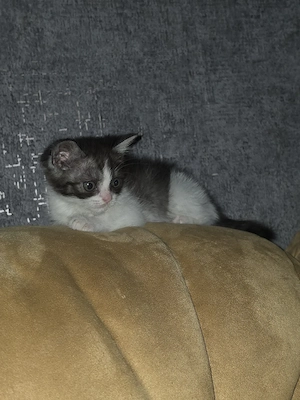 11.Wochen alter Kater abzugeben