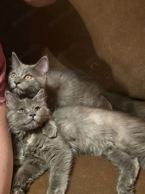 Wunderschöne Maine Coon Mix Kitten suchen liebevolles Zuhause 