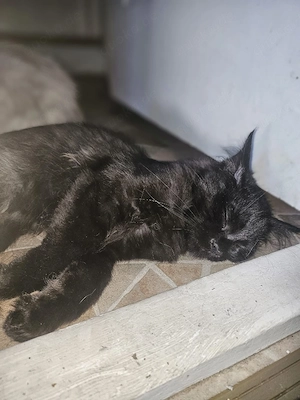 Wunderschöne Maine Coon Mix Kitten suchen liebevolles Zuhause 
