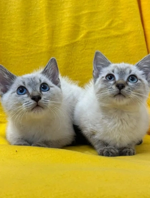 Benji & Zeki Doppeltes Katzenglück   Traumhaftes Siam-Duo sucht sein liebevolles Zuhause!