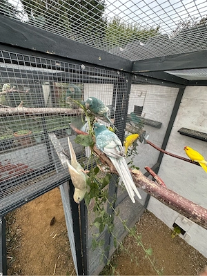 Ziegensittich Jungtiere Bild 10