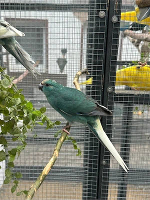 Ziegensittich Jungtiere Bild 8