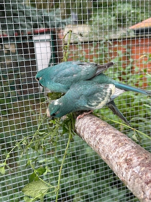 Ziegensittich Jungtiere Bild 9