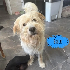 Brick, wunderhübscher, junger Traumhund