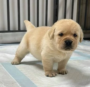 Liebevolle Labrador-Welpen suchen ihr Für-immer-Zuhause