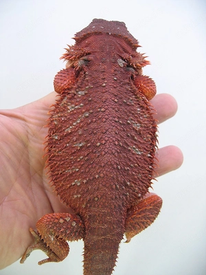 Farbbartagame Red Monster het Hypo Nachzucht Nr.10 - Bock - extrem rot - handzahm 