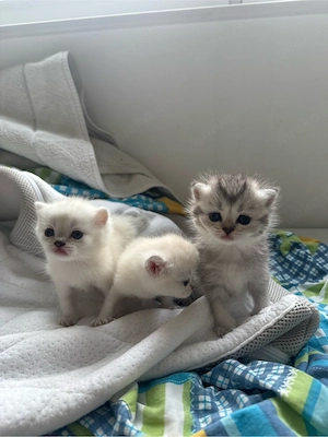 Bkh Kitten ende september abzugeben