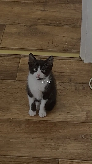 weibliche katze abzugeben