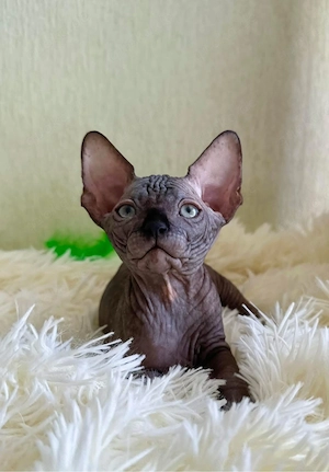 Entzückendes 12 Wochen altes schwarzes Sphynx-Kätzchen (männlich)