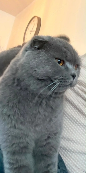 BKH Katze 