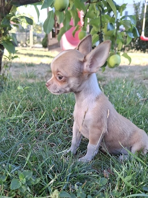 Chihuahua Rüden