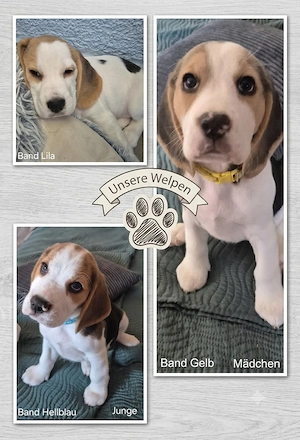 ABGABEBEREIT Diese Süßen Beagle Welpen suchen noch ein Zuhause 