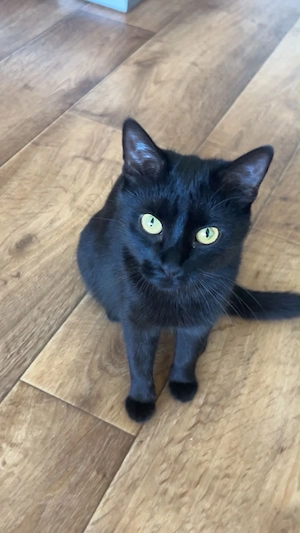 schwarze süsse katze abzugeben