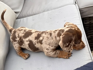 Reinrassige Dackel Welpen