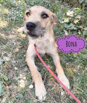 Bona, junge, liebe und völlig unkomplizierte Bornwich Terrier Mix Hündin