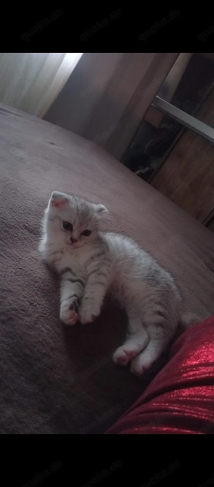 BKH weibliche Kitten