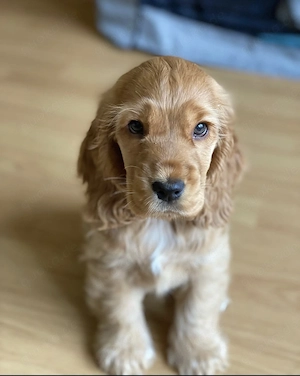 Cocker Spaniel Welpen