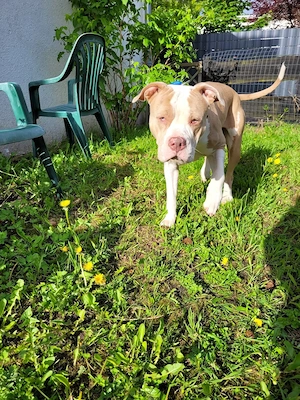 American Bully Hündin 