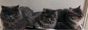 3 Perserkater suchen ein neues Zuhause